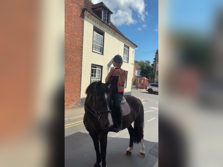 Irish Sport Horse Stute 6 Jahre 155 cm Rappe in Ashford