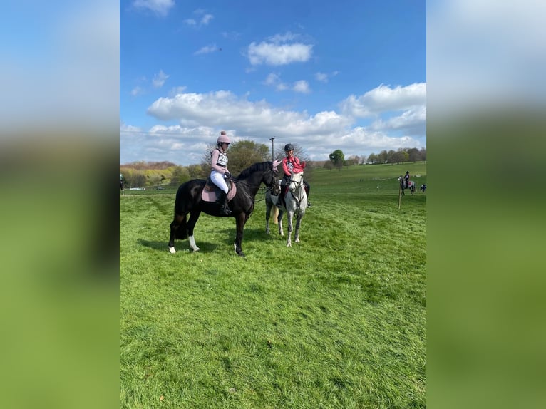Irish Sport Horse Stute 6 Jahre 155 cm Rappe in Ashford