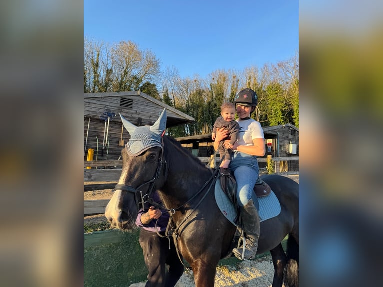 Irish Sport Horse Stute 6 Jahre 155 cm Rappe in Ashford