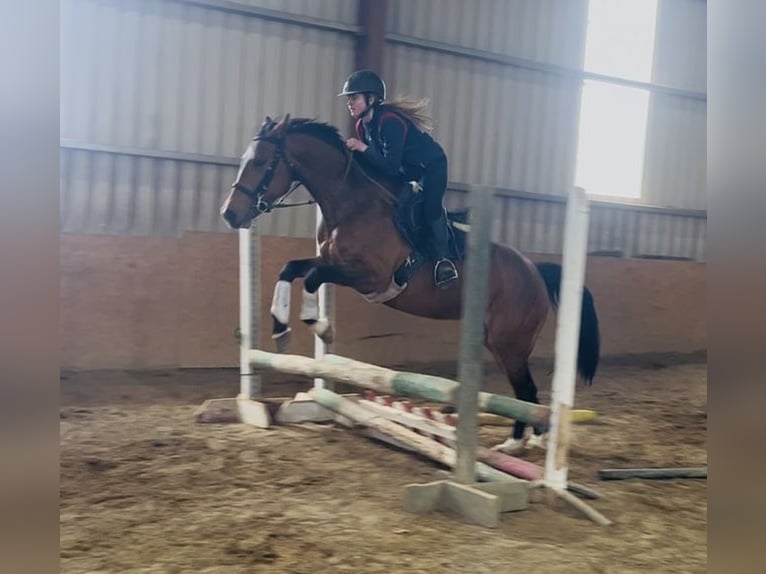 Irish Sport Horse Stute 6 Jahre 155 cm Rotbrauner in Sligo