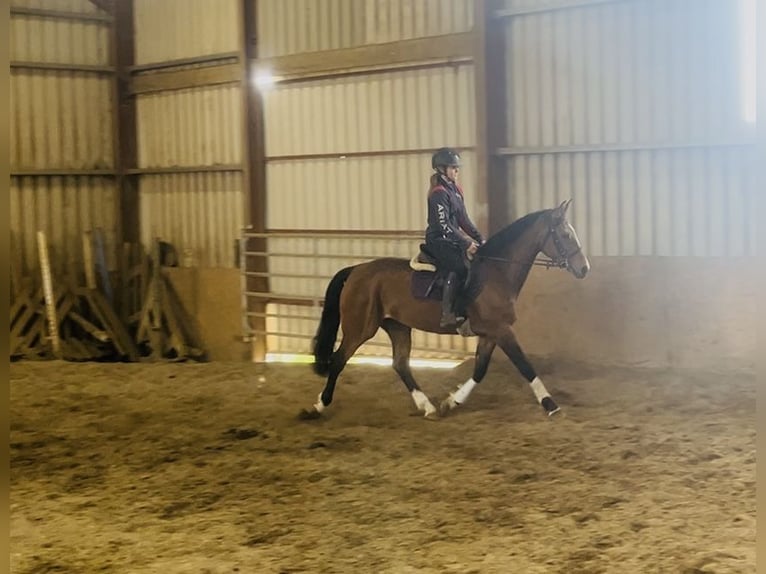 Irish Sport Horse Stute 6 Jahre 155 cm Rotbrauner in Sligo