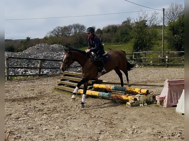 Irish Sport Horse Stute 6 Jahre 155 cm Rotbrauner in Sligo