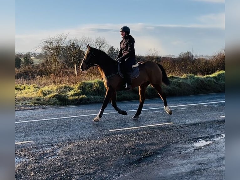 Irish Sport Horse Stute 6 Jahre 156 cm Rotbrauner in Sligo