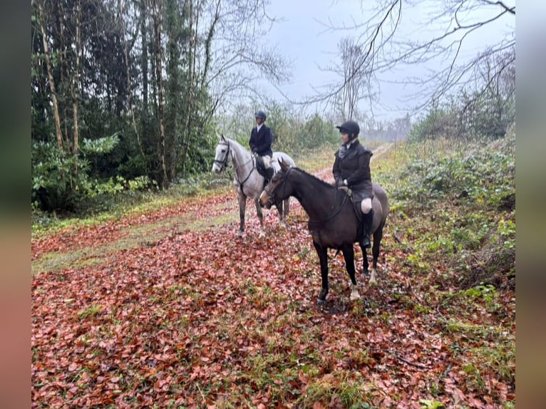 Irish Sport Horse Stute 6 Jahre 156 cm Rotbrauner in Sligo