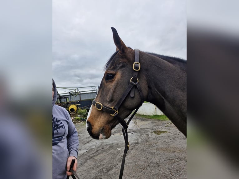 Irish Sport Horse Stute 6 Jahre 156 cm Rotbrauner in Sligo