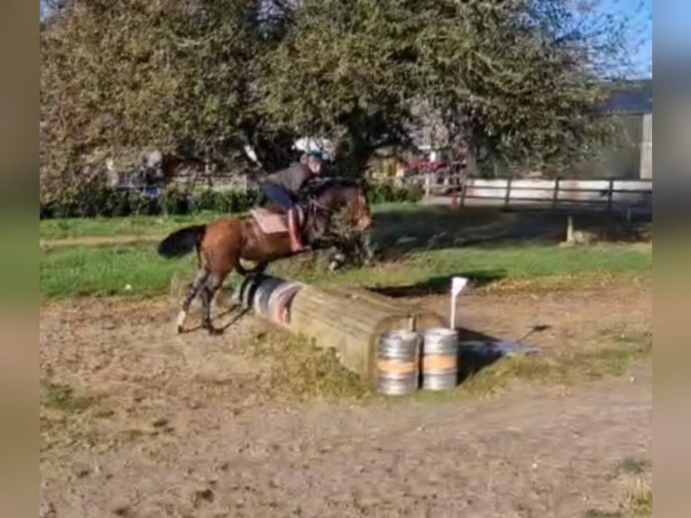 Irish Sport Horse Stute 6 Jahre 156 cm Rotbrauner in Sligo