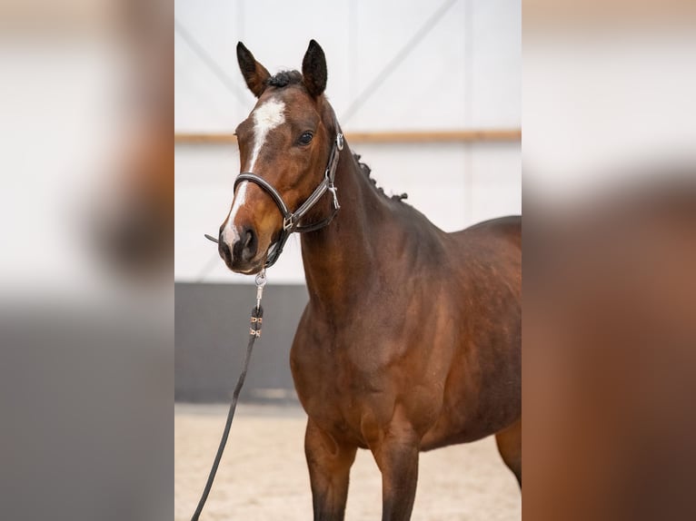 Irish Sport Horse Mix Stute 6 Jahre 158 cm Brauner in Nettetal