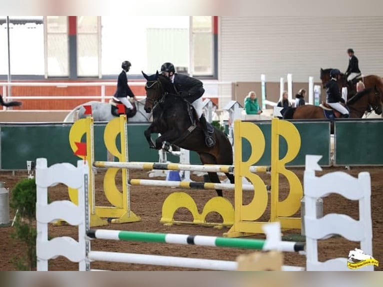 Irish Sport Horse Stute 6 Jahre 158 cm Hellbrauner in Sligo