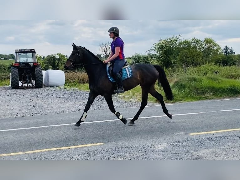Irish Sport Horse Stute 6 Jahre 158 cm Hellbrauner in Sligo