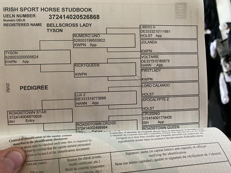 Irish Sport Horse Stute 6 Jahre 158 cm Hellbrauner in Sligo