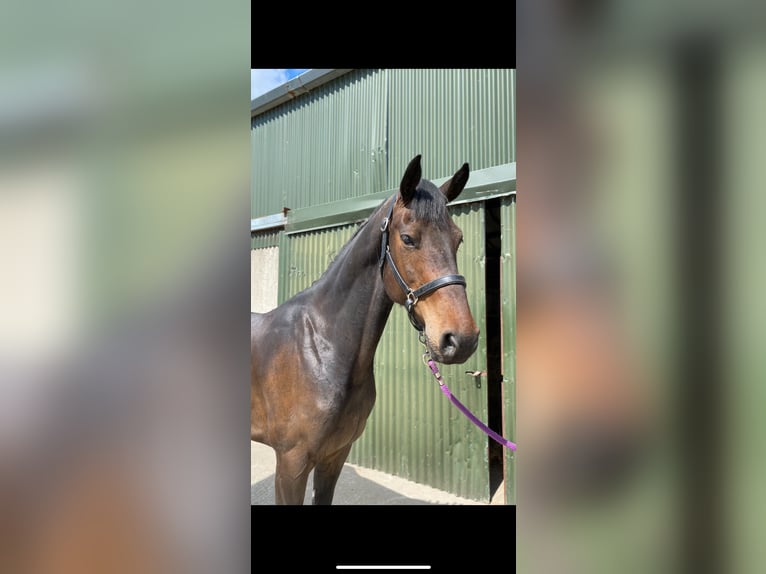 Irish Sport Horse Stute 6 Jahre 158 cm Hellbrauner in Sligo