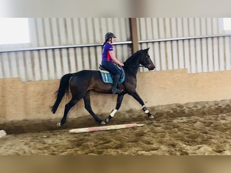 Irish Sport Horse Stute 6 Jahre 158 cm Hellbrauner in Sligo