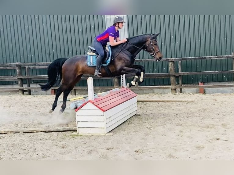 Irish Sport Horse Stute 6 Jahre 158 cm Hellbrauner in Sligo