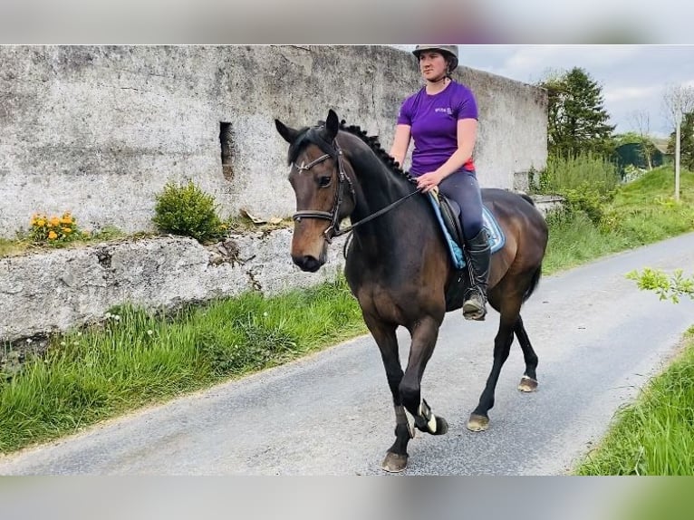 Irish Sport Horse Stute 6 Jahre 158 cm Hellbrauner in Sligo