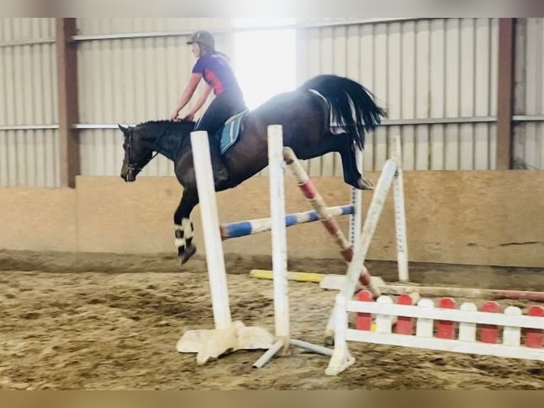 Irish Sport Horse Stute 6 Jahre 158 cm Hellbrauner in Sligo