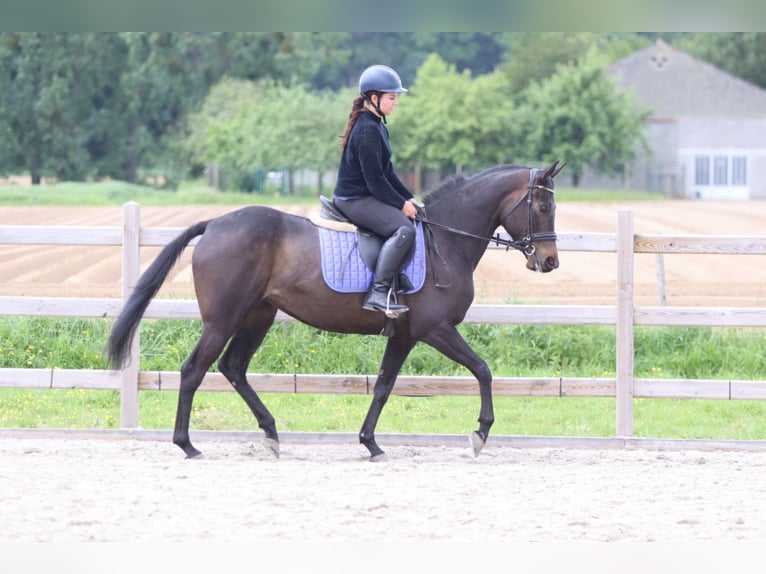 Irish Sport Horse Stute 6 Jahre 158 cm Rappe in Pepingen