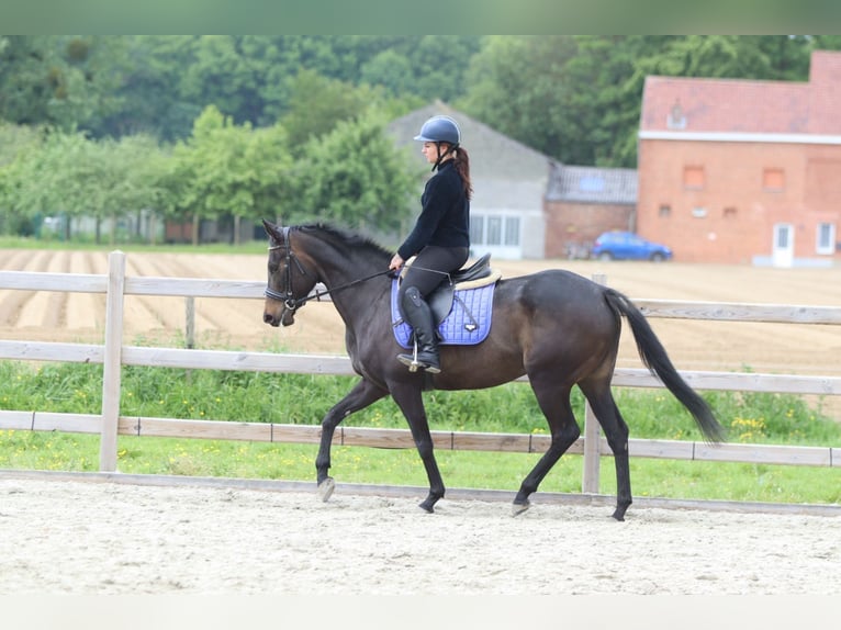 Irish Sport Horse Stute 6 Jahre 158 cm Rappe in Pepingen