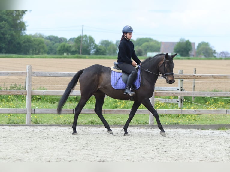 Irish Sport Horse Stute 6 Jahre 158 cm Rappe in Pepingen