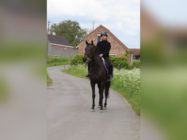 Irish Sport Horse Stute 6 Jahre 158 cm Rappe in Pepingen