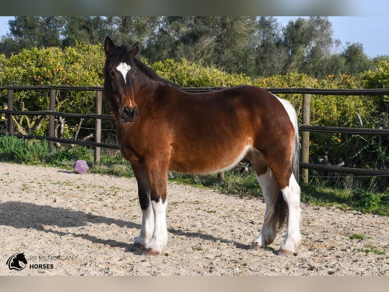 Irish Sport Horse Mix Stute 6 Jahre 158 cm Schecke in Menorca