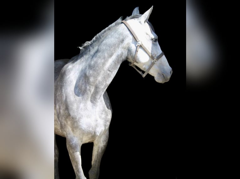 Irish Sport Horse Mix Stute 6 Jahre 160 cm Blauschimmel in Dorst