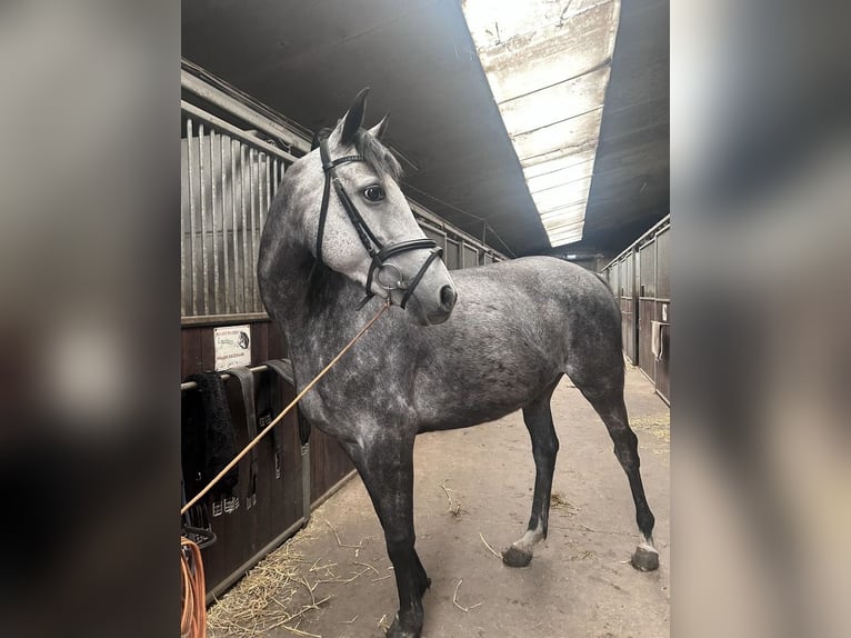 Irish Sport Horse Mix Stute 6 Jahre 160 cm Blauschimmel in Dorst