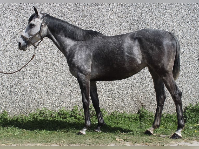 Irish Sport Horse Mix Stute 6 Jahre 160 cm Blauschimmel in Dorst