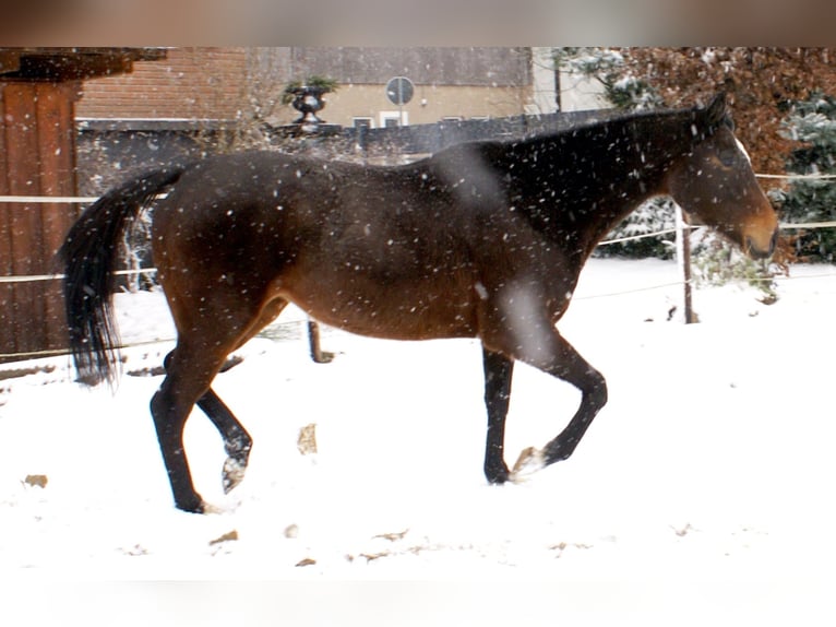 Irish Sport Horse Stute 6 Jahre 160 cm Dunkelbrauner in Velpke