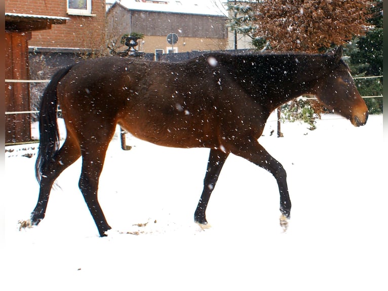 Irish Sport Horse Stute 6 Jahre 160 cm Dunkelbrauner in Velpke