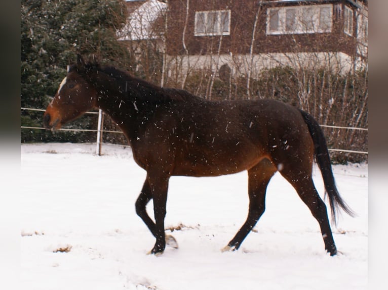 Irish Sport Horse Stute 6 Jahre 160 cm Dunkelbrauner in Velpke