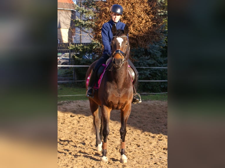 Irish Sport Horse Stute 6 Jahre 160 cm Dunkelbrauner in Velpke