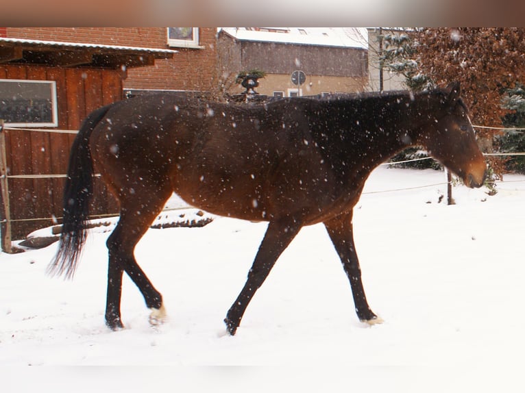 Irish Sport Horse Stute 6 Jahre 160 cm Dunkelbrauner in Velpke