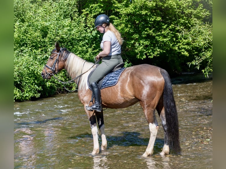 Irish Sport Horse Mix Stute 6 Jahre 160 cm Schecke in Wei&#xDF;enthurm