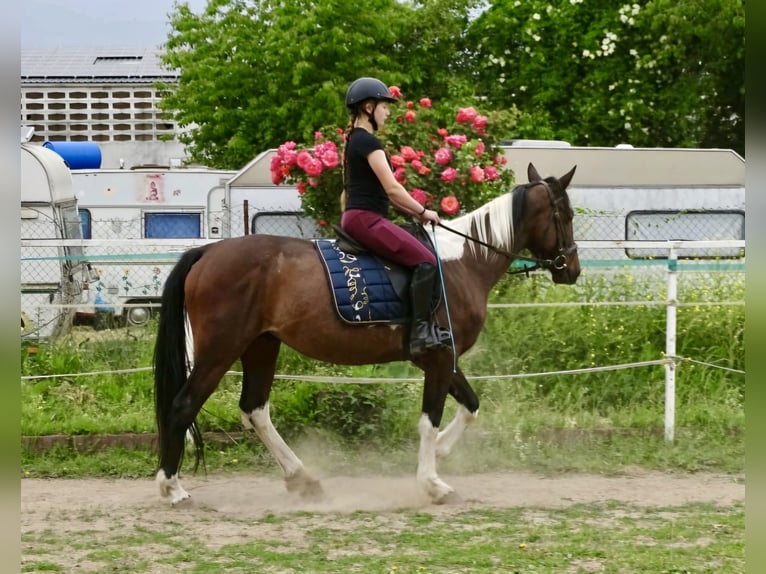 Irish Sport Horse Mix Stute 6 Jahre 160 cm Schecke in Wei&#xDF;enthurm