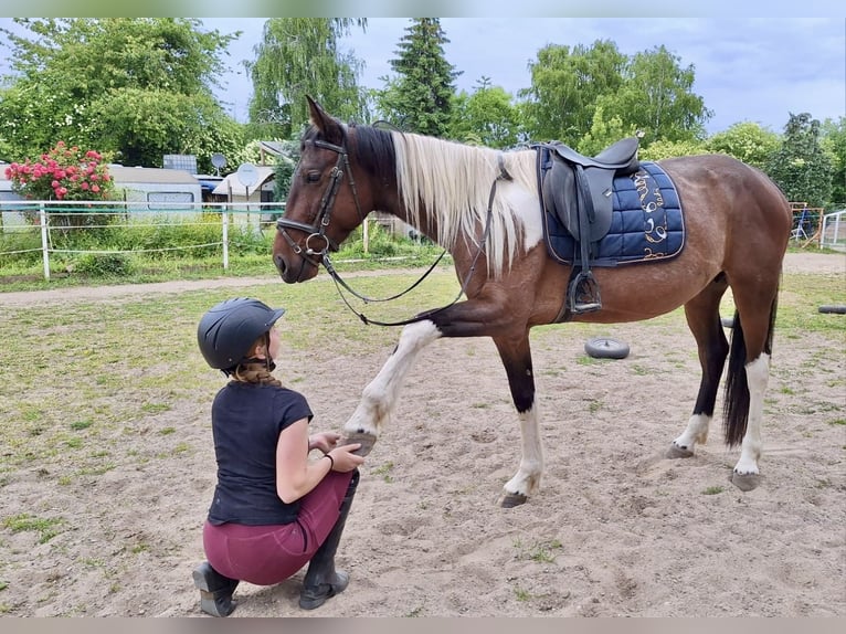 Irish Sport Horse Mix Stute 6 Jahre 160 cm Schecke in Wei&#xDF;enthurm