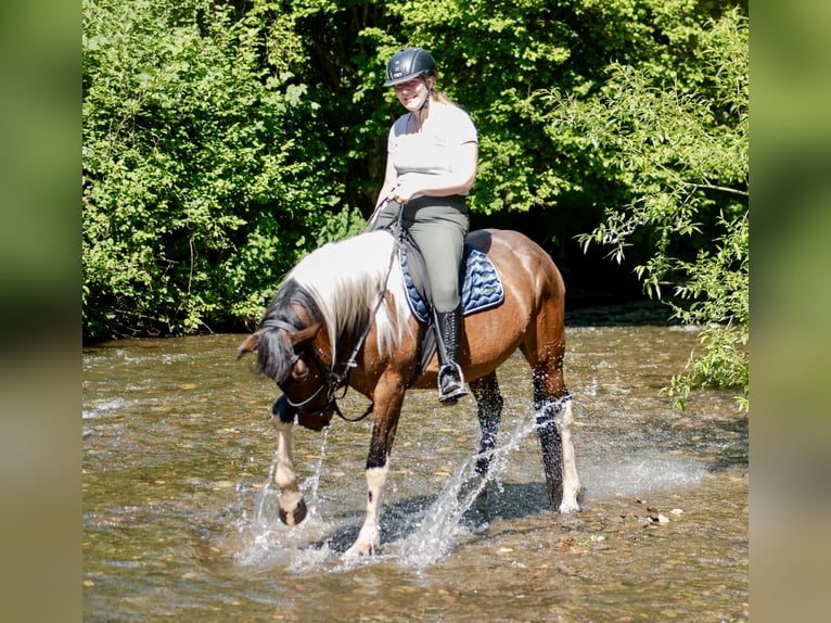 Irish Sport Horse Mix Stute 6 Jahre 160 cm Schecke in Wei&#xDF;enthurm