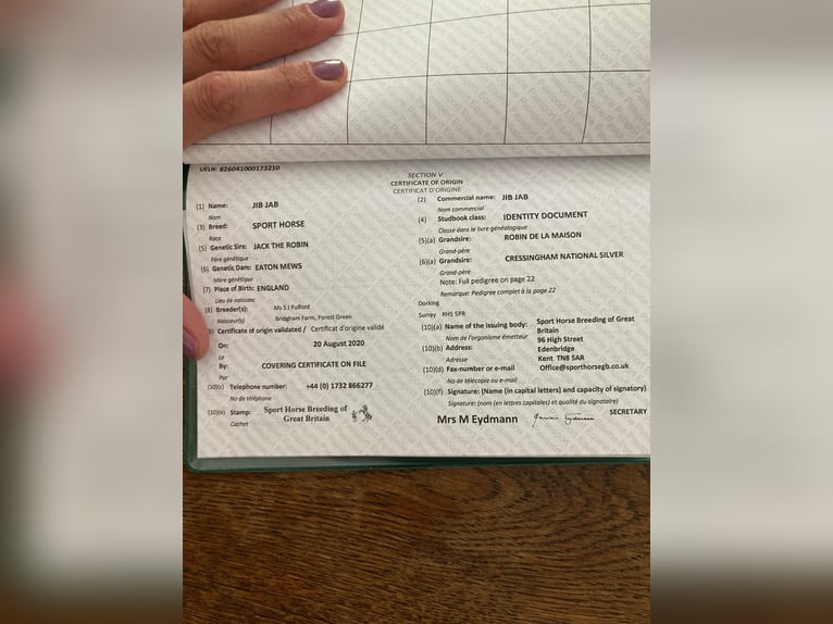 Irish Sport Horse Stute 6 Jahre 160 cm Schimmel in Murnau am Staffelsee