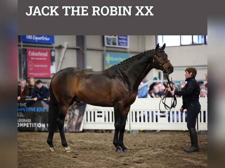 Irish Sport Horse Stute 6 Jahre 160 cm Schimmel in Murnau