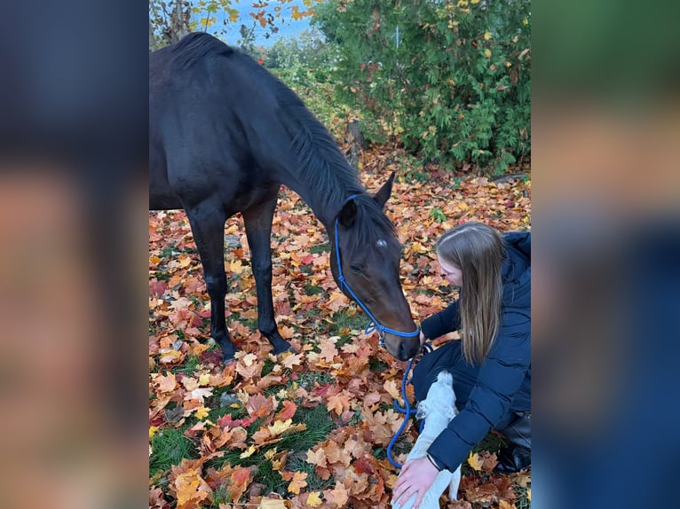 Irish Sport Horse Stute 6 Jahre 162 cm Brauner in Ditfurt