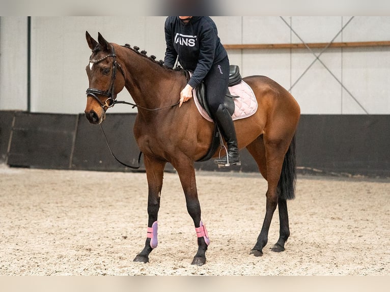 Irish Sport Horse Mix Stute 6 Jahre 162 cm  in Nettetal
