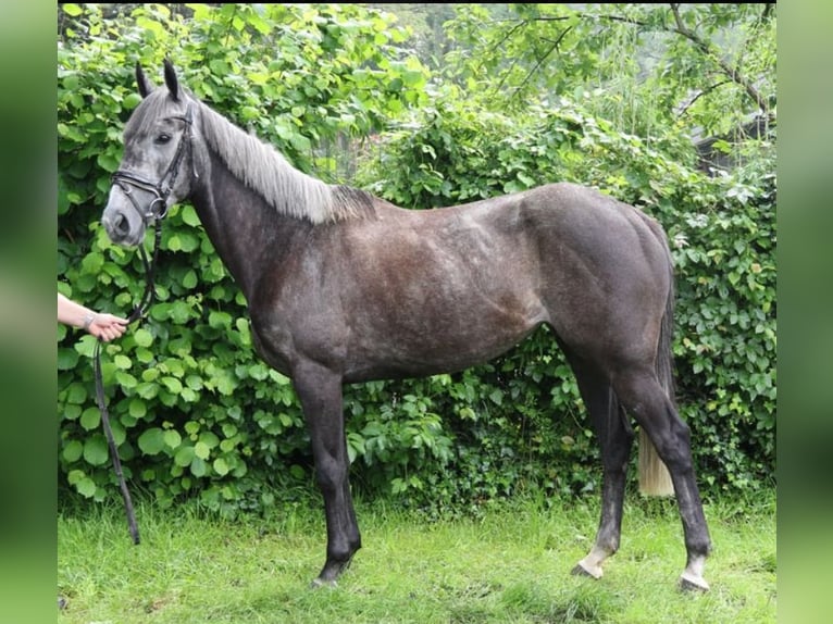 Irish Sport Horse Stute 6 Jahre 162 cm Rappschimmel in Quernheim