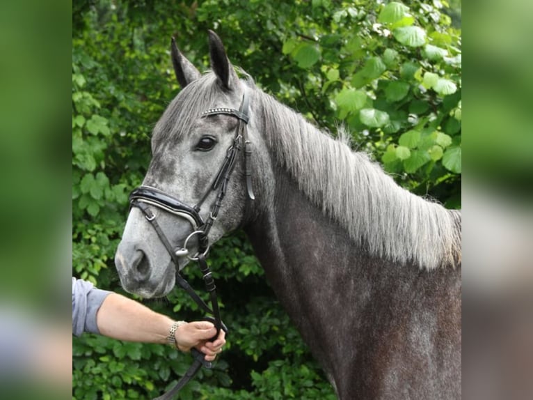 Irish Sport Horse Stute 6 Jahre 162 cm Rappschimmel in Quernheim