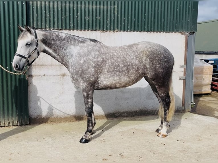 Irish Sport Horse Stute 6 Jahre 163 cm Apfelschimmel in Sligo