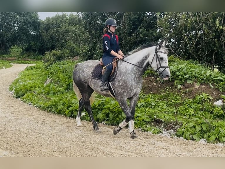 Irish Sport Horse Stute 6 Jahre 163 cm Apfelschimmel in Sligo