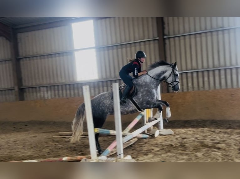 Irish Sport Horse Stute 6 Jahre 163 cm Apfelschimmel in Sligo