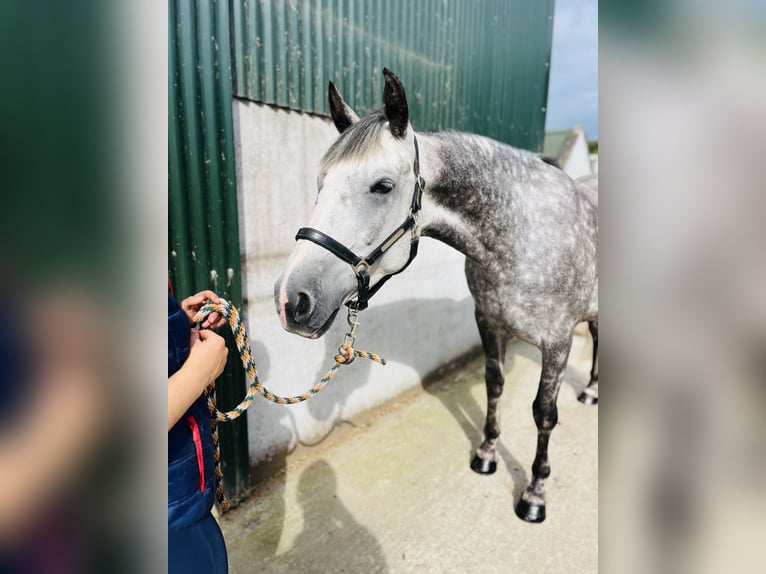 Irish Sport Horse Stute 6 Jahre 163 cm Apfelschimmel in Sligo