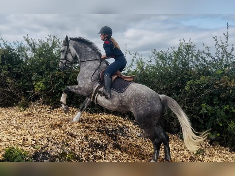 Irish Sport Horse Stute 6 Jahre 163 cm Apfelschimmel in Sligo