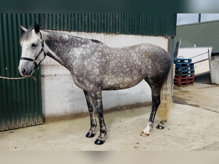 Irish Sport Horse Stute 6 Jahre 163 cm Apfelschimmel in Sligo