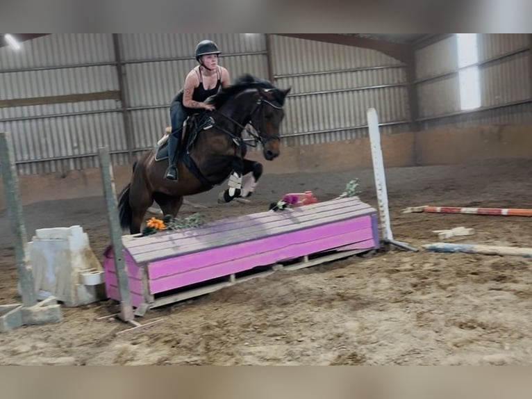 Irish Sport Horse Stute 6 Jahre 163 cm Brauner in Sligo