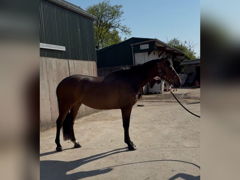Irish Sport Horse Stute 6 Jahre 163 cm Brauner in Sligo